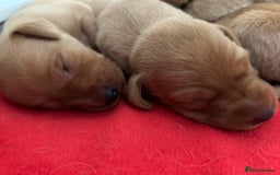Labrador Retriever dogs for sale: FOX RED LABRADOR PUPPIES  - Image 3