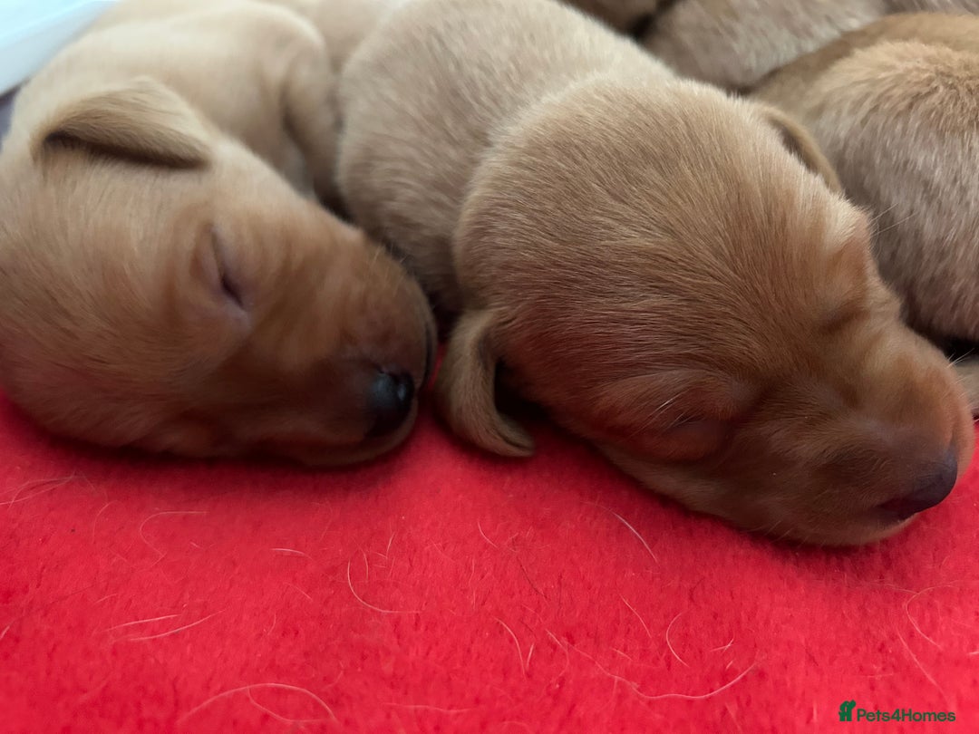 Labrador Retriever dogs for sale: FOX RED LABRADOR PUPPIES  - Image 3