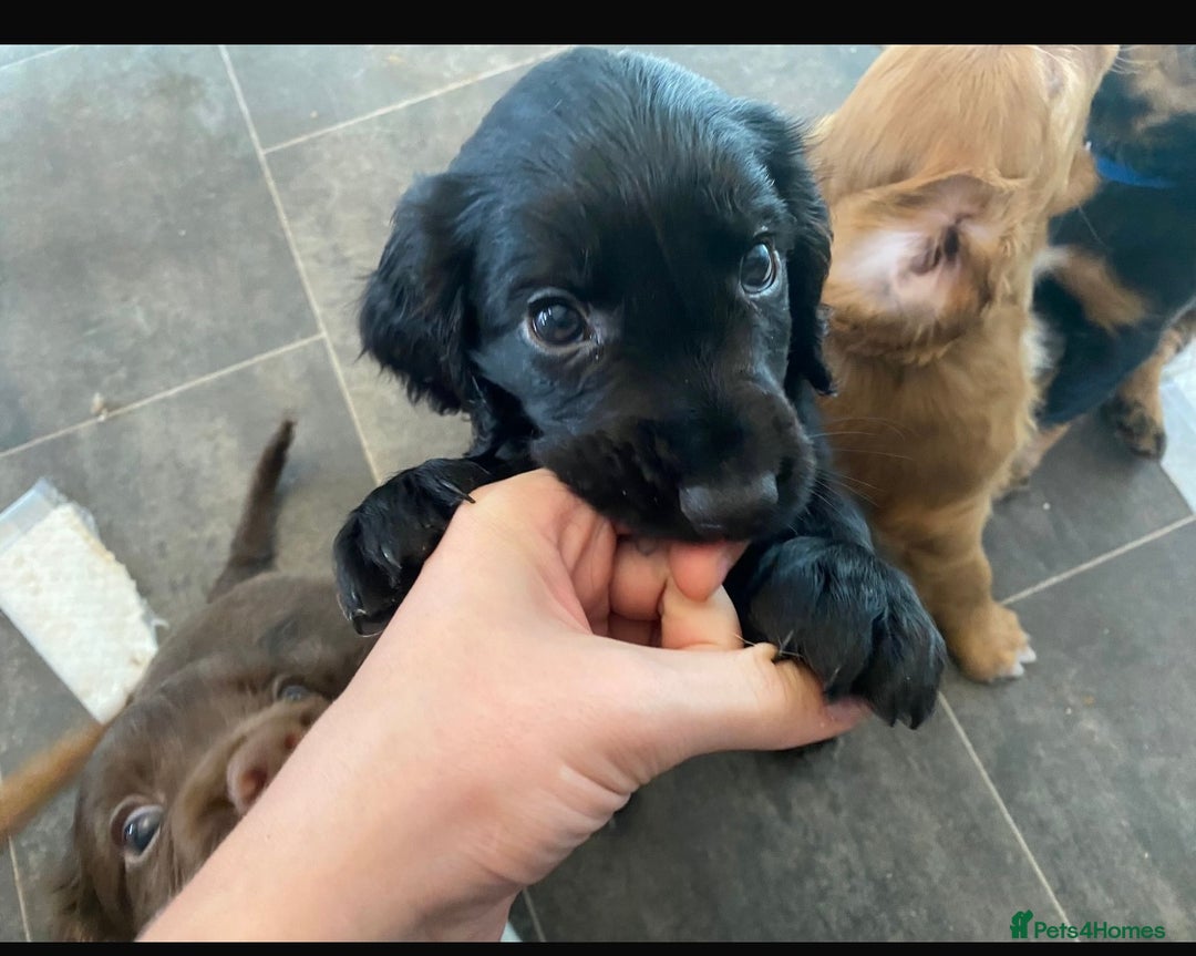 Cocker Spaniel dogs for sale: 🐶cocker spaniel puppies 🐶  - Image 2