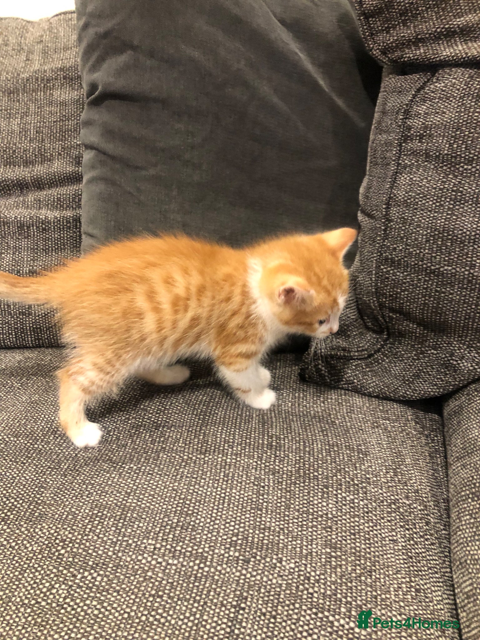 Bengal cats for sale: Bengal cross male kittens  - Advert 4