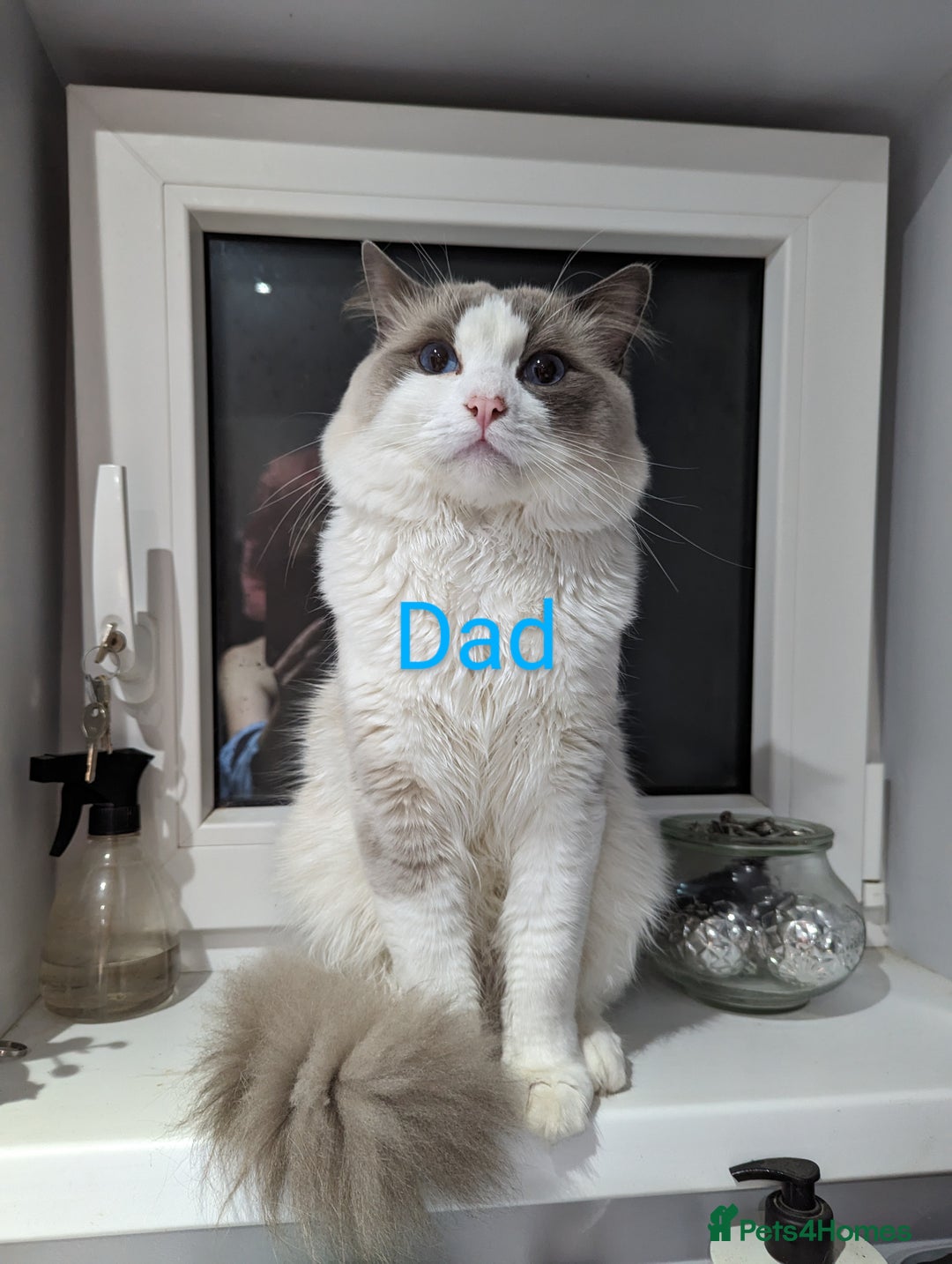 Ragdoll cats for sale: Ragdoll kittens - Image 5
