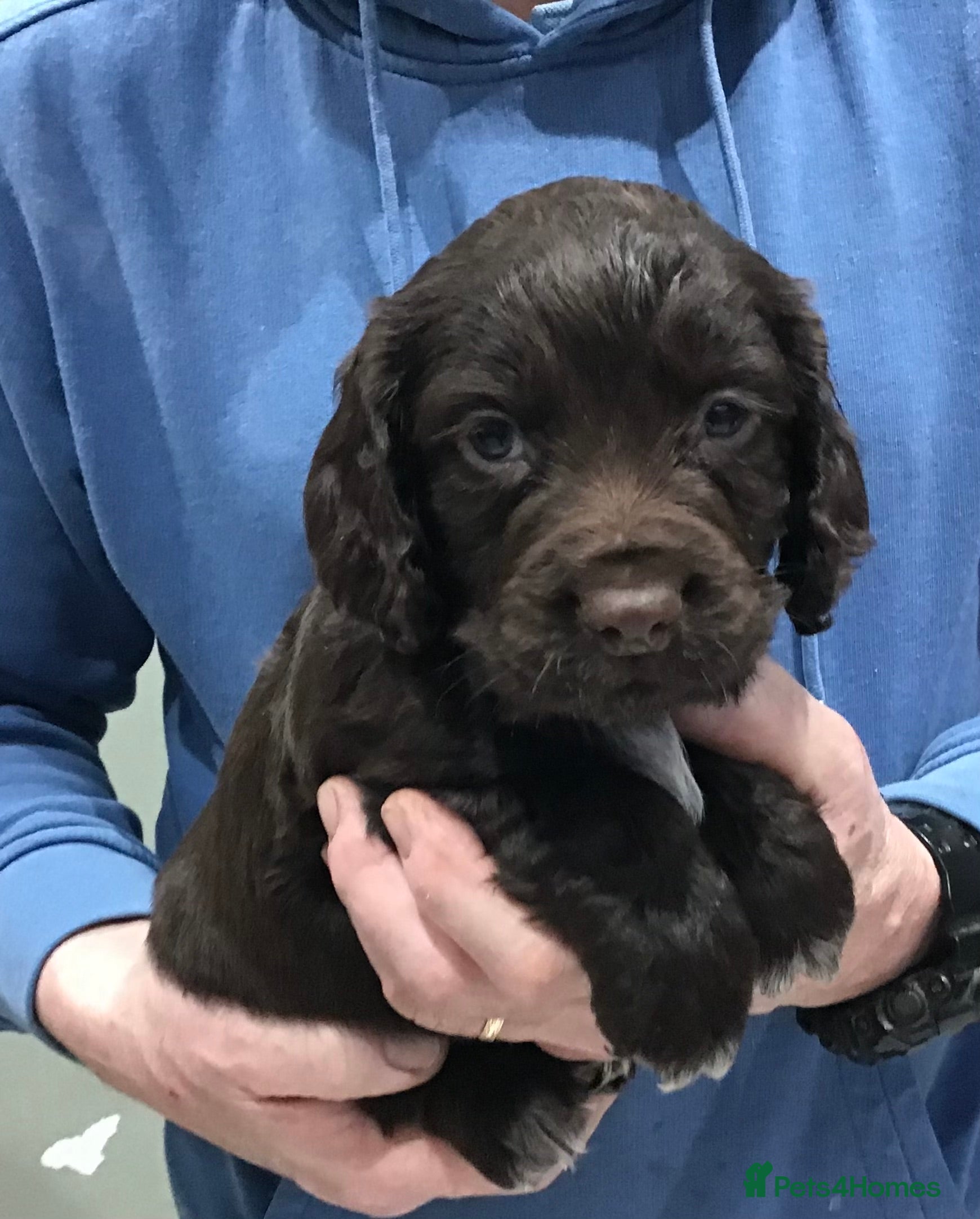 Cocker Spaniel dogs ABSOLUTELY STUNNING COCKER SPANIEL PUPPIES  - Advert 4