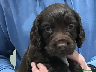 Cocker Spaniel dogs ABSOLUTELY STUNNING COCKER SPANIEL PUPPIES - Advert 4