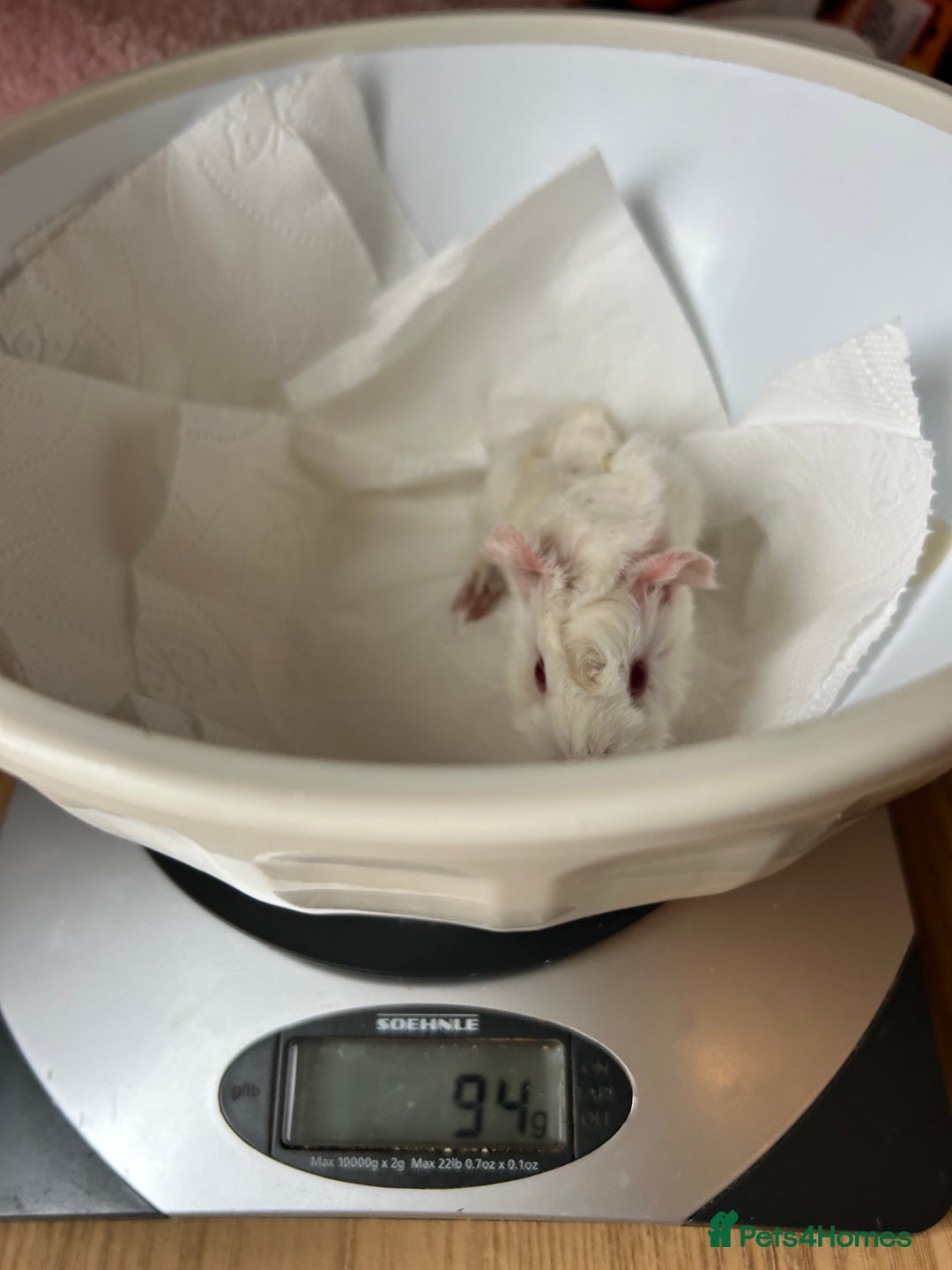 Guinea Pig rodents for sale: Beautiful Otter colour full peruvian& 3 PEWs   - Advert 13