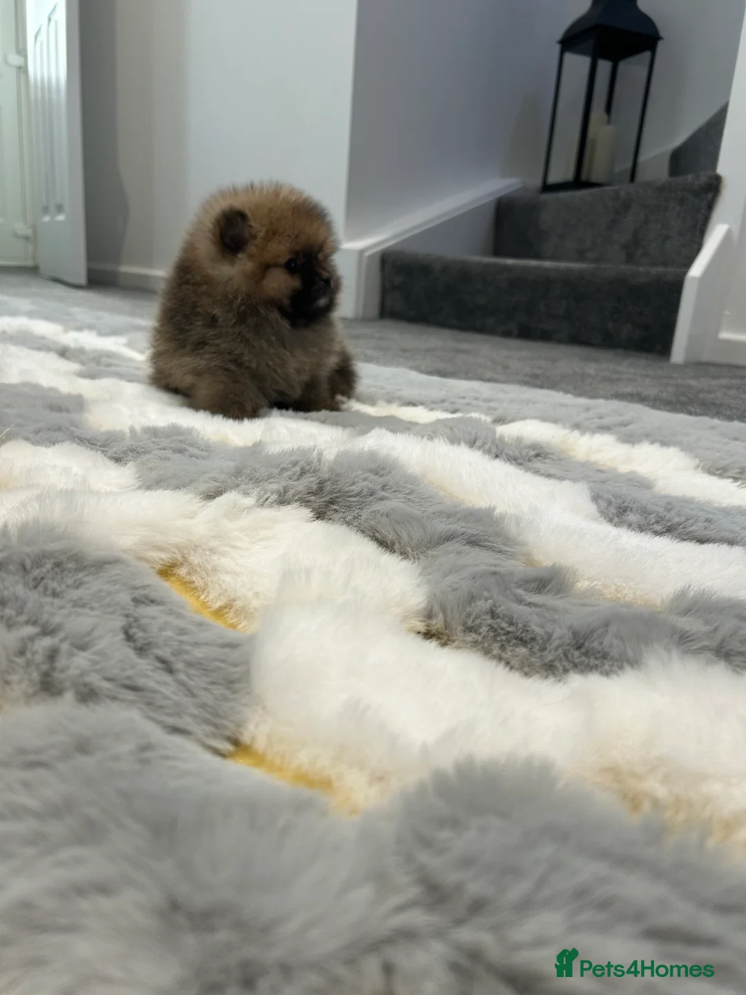 Pomeranian dogs for sale: 3 XXS FULL POMERANIAN RUSSIAN BREED PUPS  - Advert 5