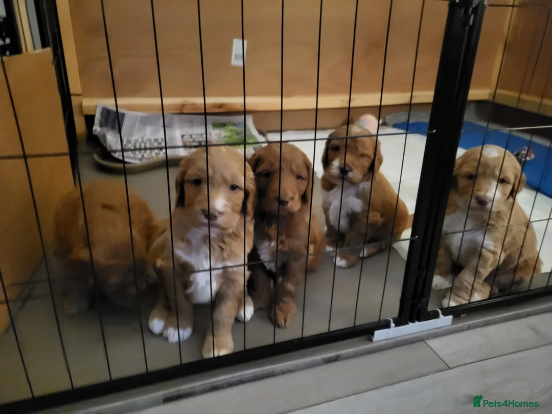 Goldendoodle dogs for sale: Goldendoodle-ONLY THIS BEAUTY LEFT  - Advert 20