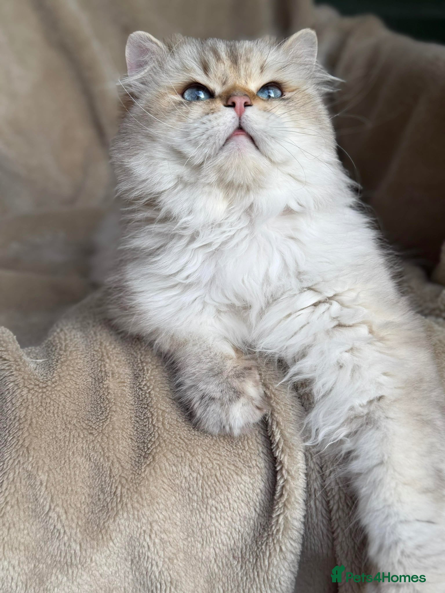 British Shorthair cats for sale: Beautiful BSH Silver shaded TICA kittens - Advert 6