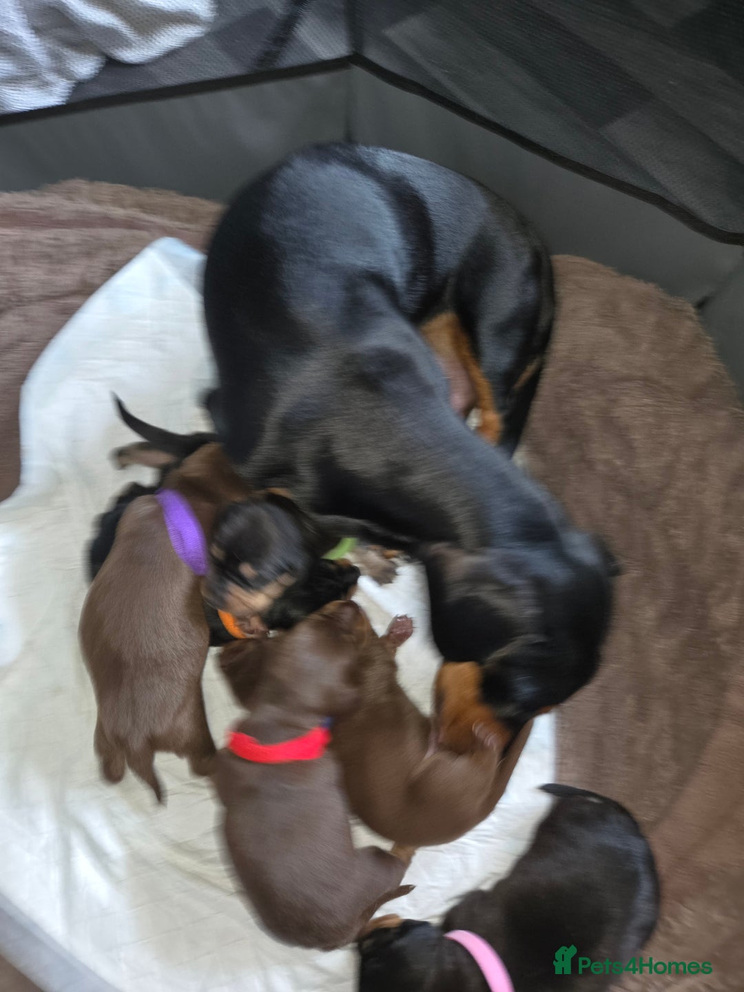 Miniature Dachshund dogs for sale: Miniature dacshund pups for sale - Image 20
