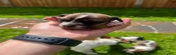 Jack Russell dogs for sale: Jack Russell Terrier 4 pedigree puppies in Newcastle upon Tyne - Advert 8