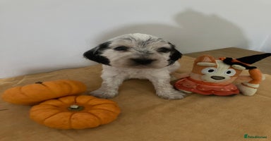 Cocker Spaniel dogs - Advert 6