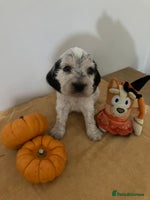 Cocker Spaniel dogs - Advert 11