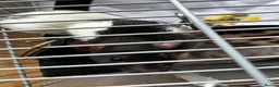 Rat rodents for sale: Pair of female rats  - Advert 5