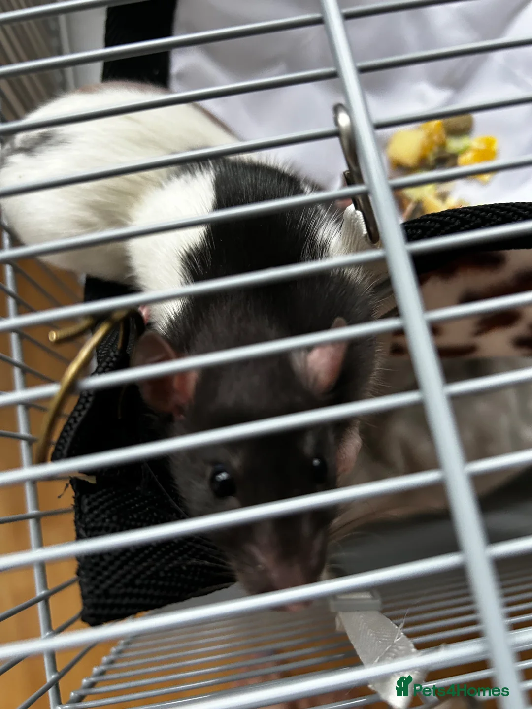 Rat rodents for sale: Pair of female rats  - Advert 5