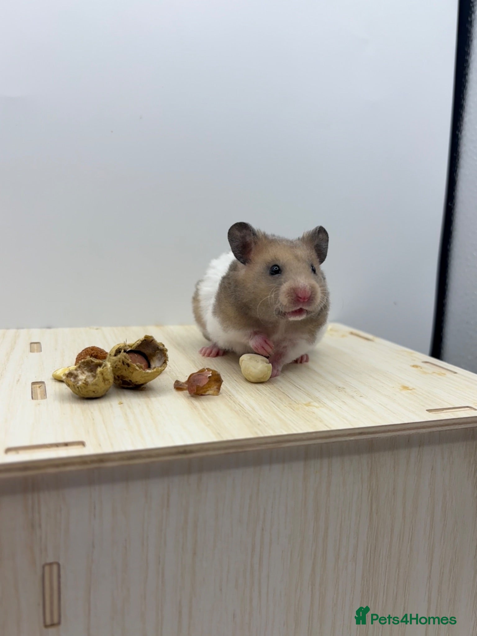 Hamster rodents Pedigree Syrian hamster pups  - Advert 1