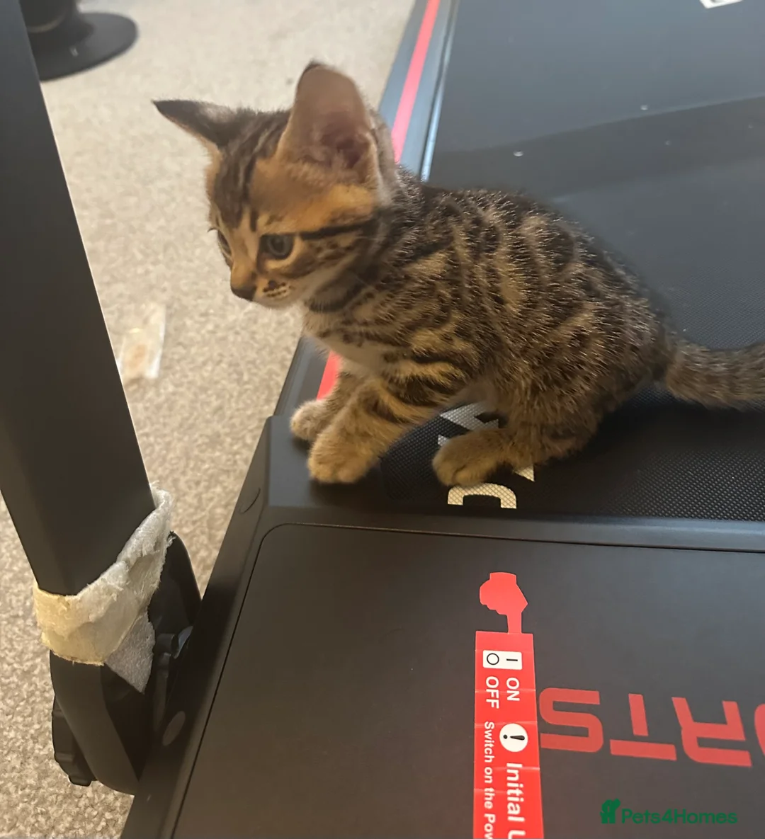 Bengal cats for sale: Bengal kittens in Brentford - Advert 7