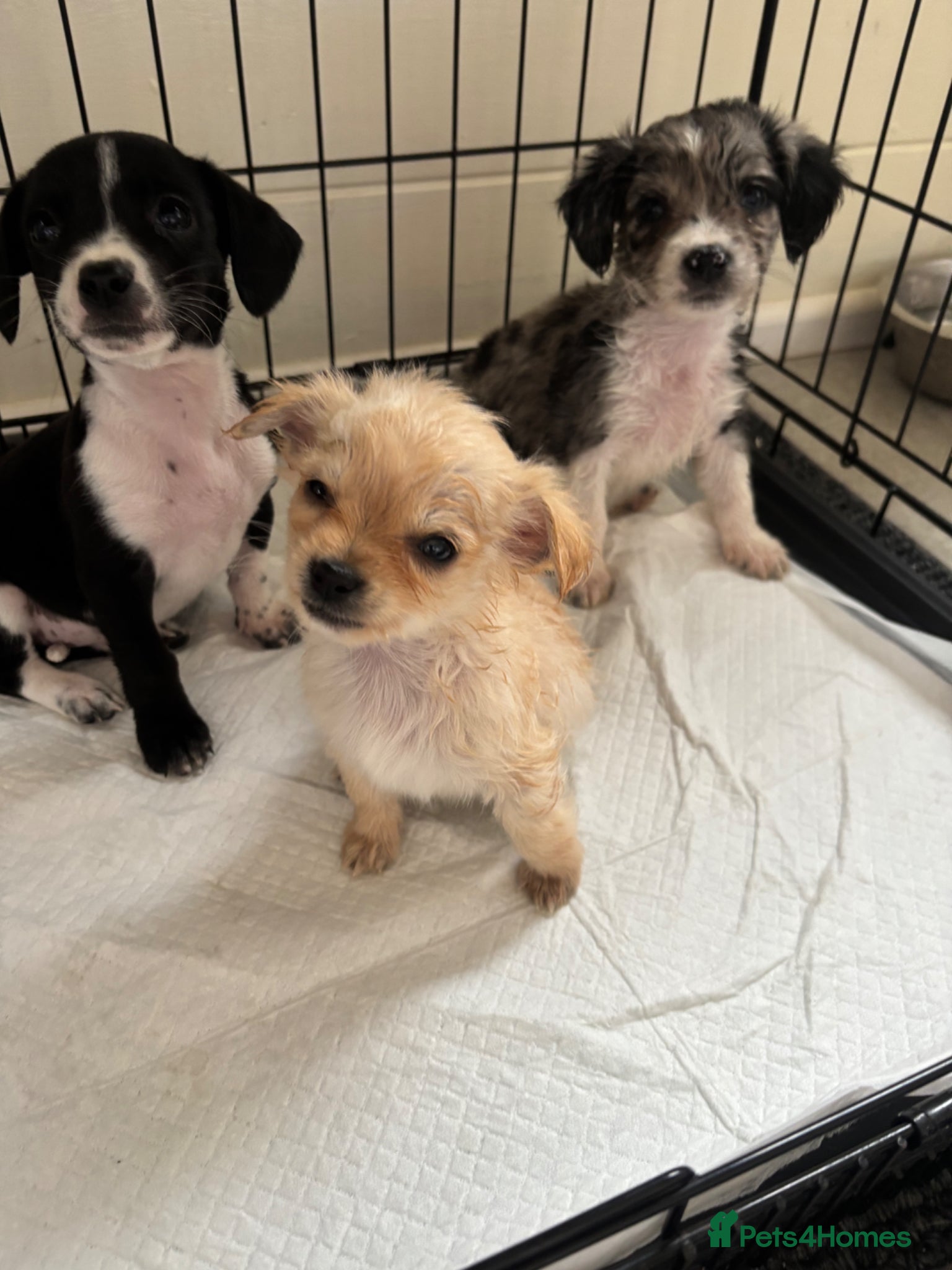 Mixed Breed dogs CHIHUAHUA PUPS AVAILABLE 9TH APRIL - Advert 17