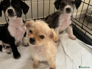 Mixed Breed dogs CHIHUAHUA PUPS AVAILABLE 9TH APRIL - Advert 17
