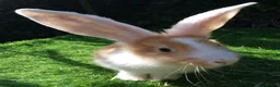 Continental Giant rabbits for sale: PURE Continental Giants - White Eared - Vaccinated - Advert 1