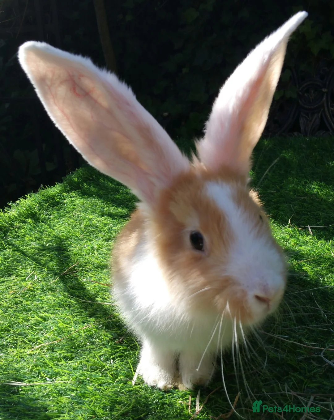 Continental Giant rabbits for sale: PURE Continental Giants - White Eared - Vaccinated - Advert 1
