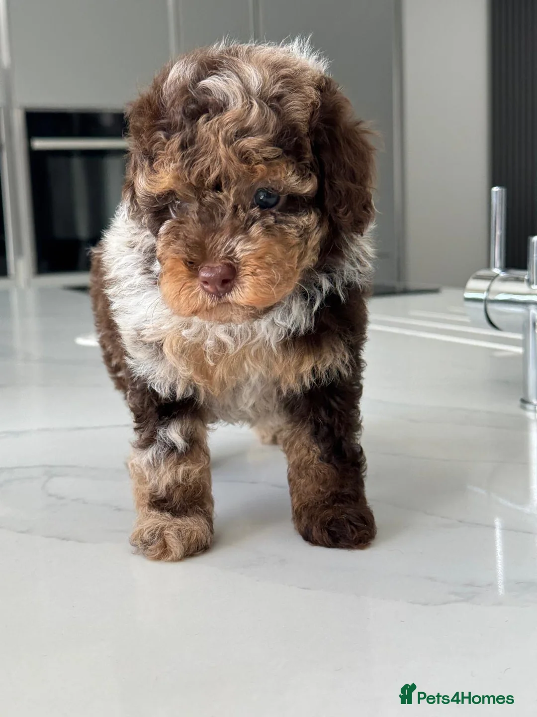 Toy Poodle dogs for sale: Gorgeous Toy Poodle Girls  - Advert 2