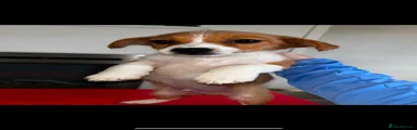 Jack Russell 1
