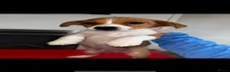 Jack Russell dogs for sale: Ready to leave  - Advert 3