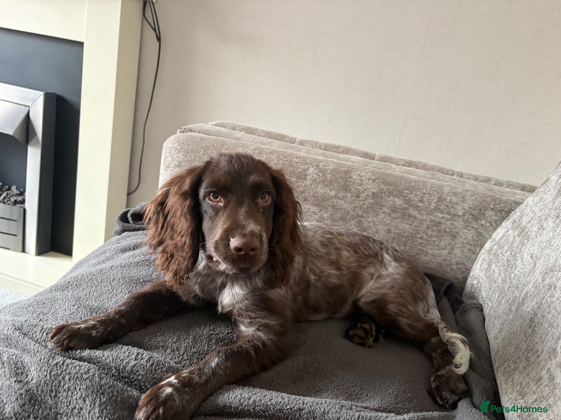 Cocker Spaniel dogs for sale: 16 week female cocker spaniel  - Advert 9
