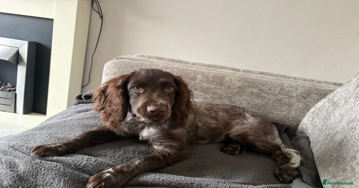 16 week female cocker spaniel for sale in Bridgnorth | Pets4Homes