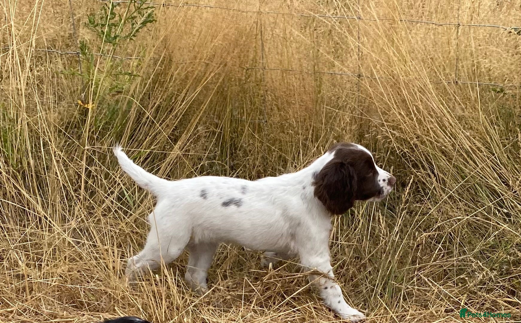 English Springer Spaniel dogs Stunning Pups - Advert 1