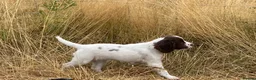 English Springer Spaniel dogs for sale: Lovely Little Lady - Advert 1