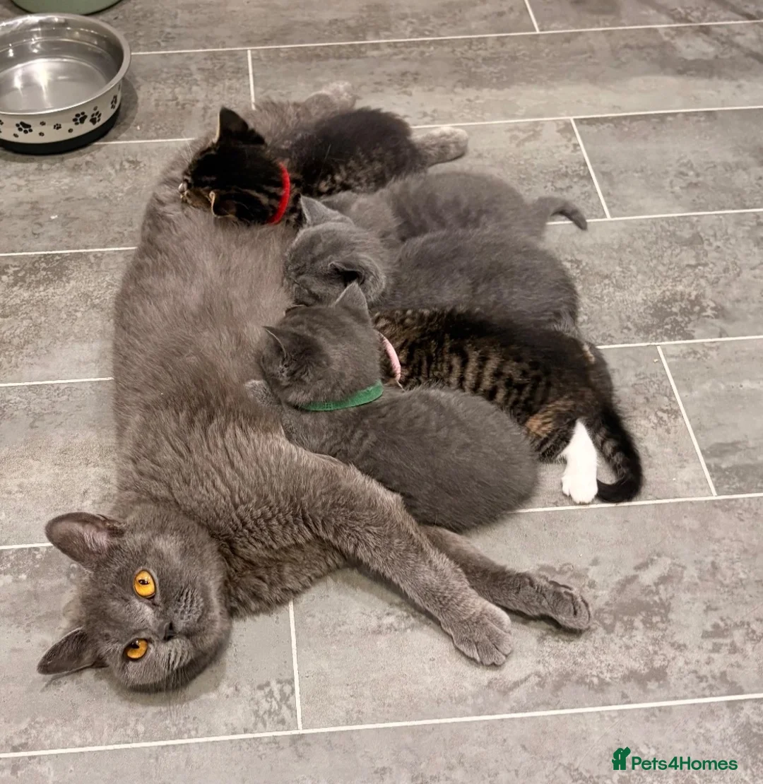 British Shorthair cats for sale: British Shorthair kittens | Ready Now |  - Advert 2