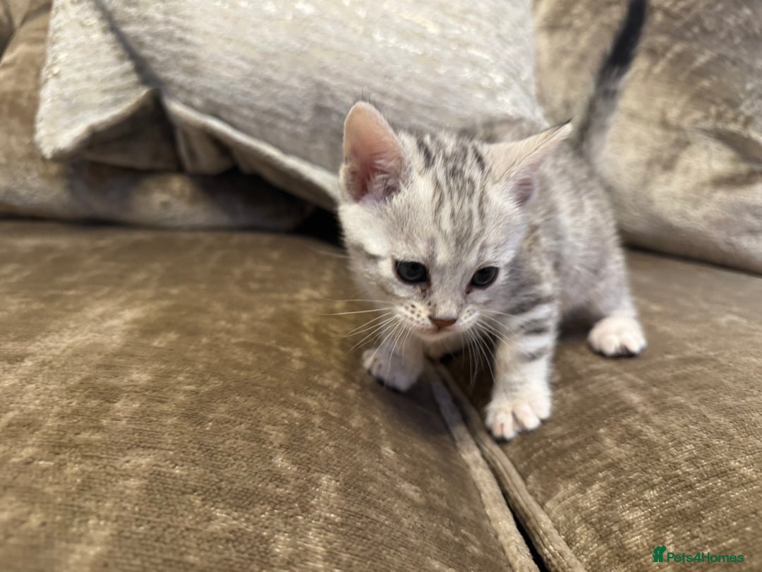 Bengal cats for sale: Exceptional TICA Registered Bengals- Champion Line - Advert 30