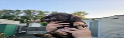 Mixed Breed dogs for sale: Adorable puppies for sale - Advert 9