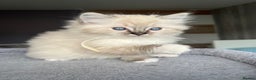 Ragdoll cats for sale: GCCF Ragdoll kittens for sale - Advert 3