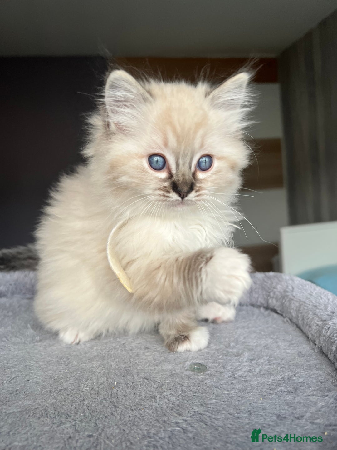 Ragdoll cats for sale: GCCF Ragdoll kittens for sale - Advert 3