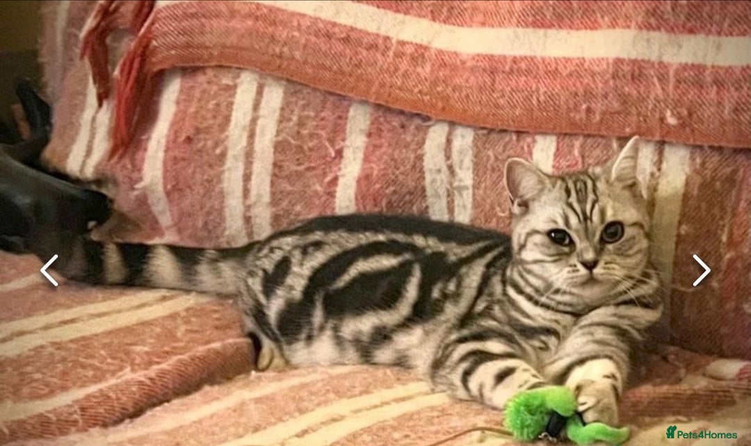 British Shorthair cats for sale: GCCF reg BSH BLACK SILVER TABBY  - Advert 2