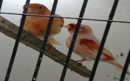 Canaries birds for sale: Canarys - Image 2