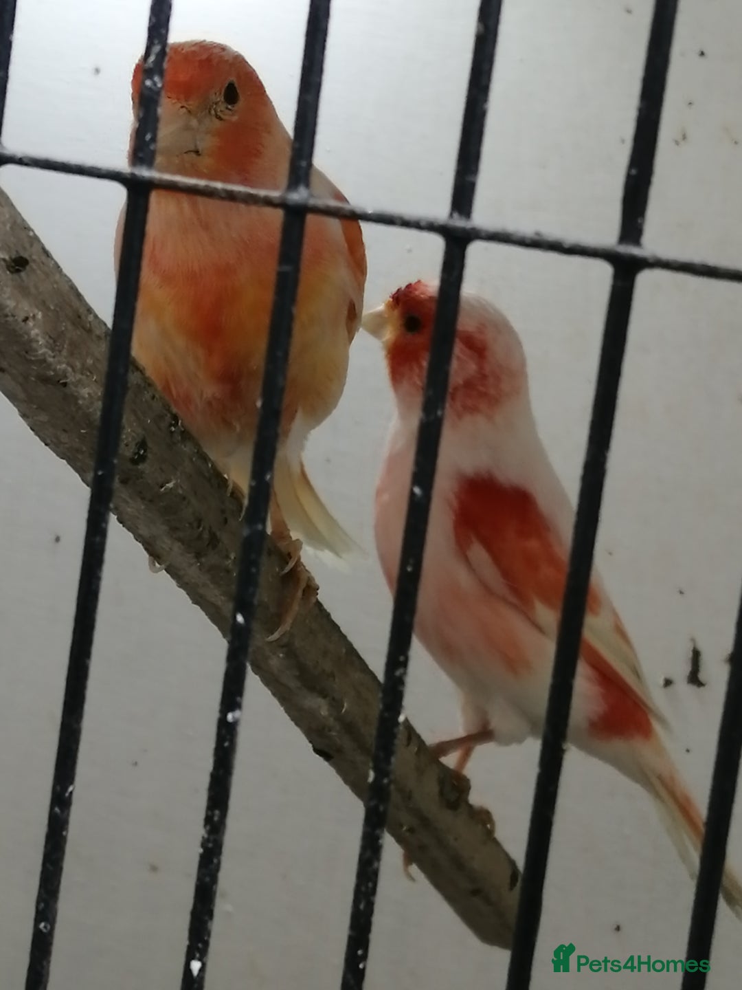 Canaries birds for sale: Canarys - Image 2
