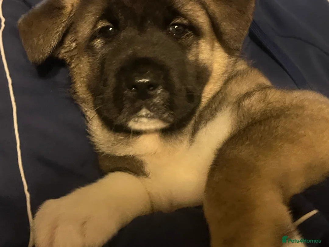 Akita dogs for sale: Akita puppies 1 male 1 female in Doncaster - Advert 4