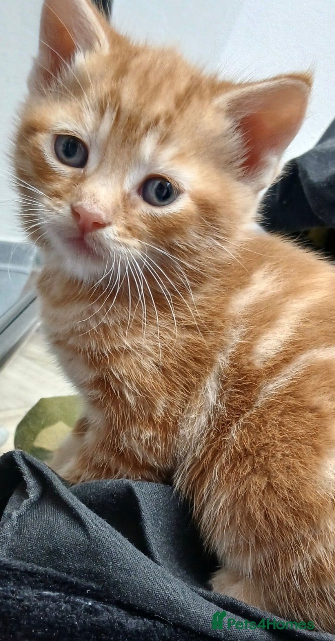 Mixed Breed cats Friendly and playful kittens  - Advert 6