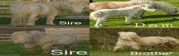 Shetland pony horses for sale: Shetland filly  in Wallingford - Advert 2