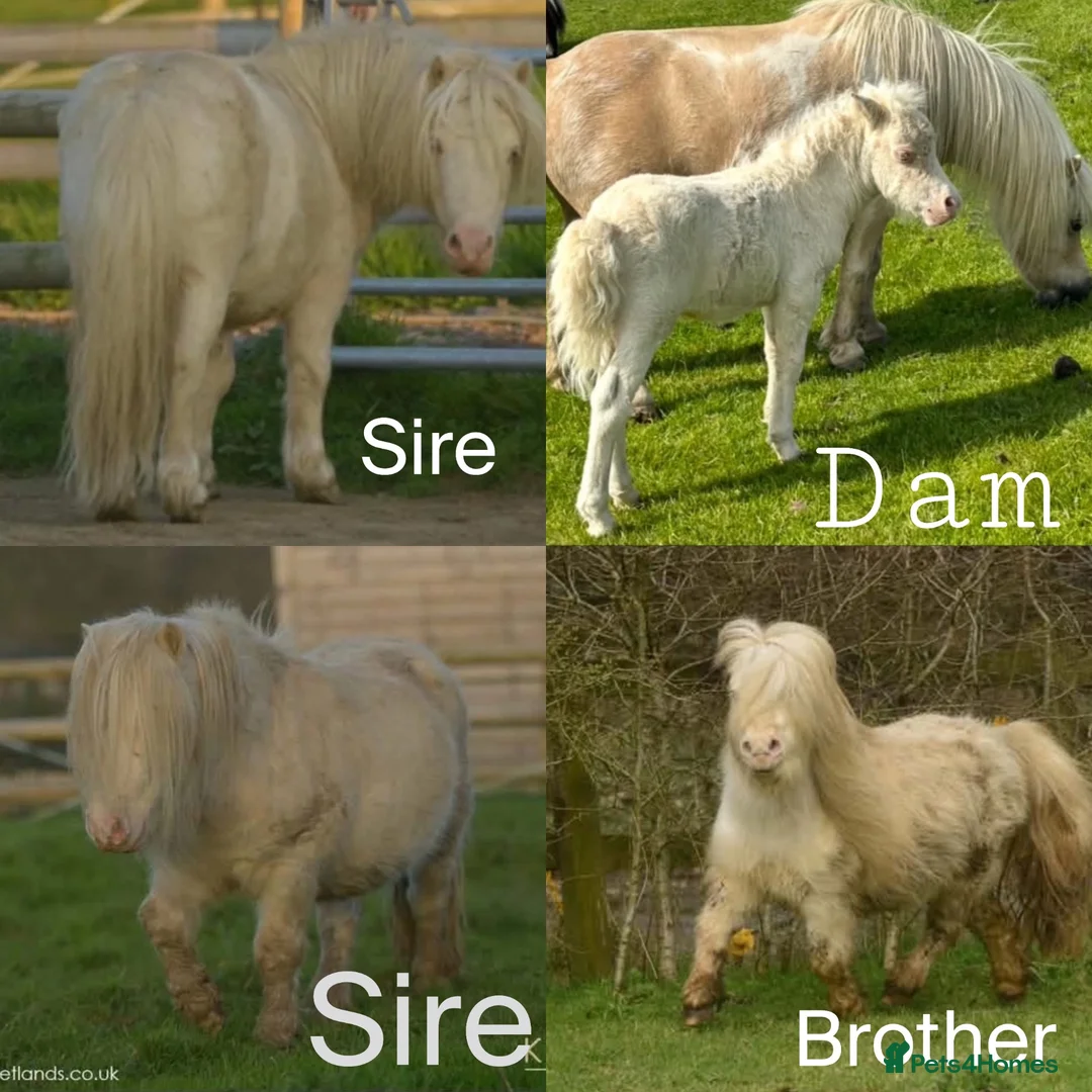 Shetland pony horses for sale: Shetland filly  in Wallingford - Advert 2