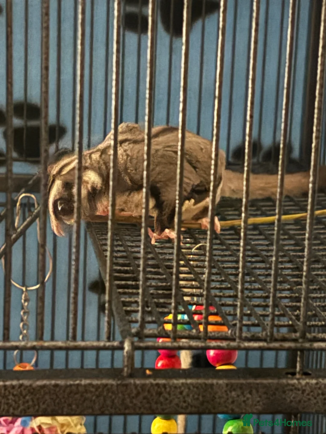 Sugar Glider rodents for sale: sugar gliders  x4 with everything  in Dartford - Advert 2