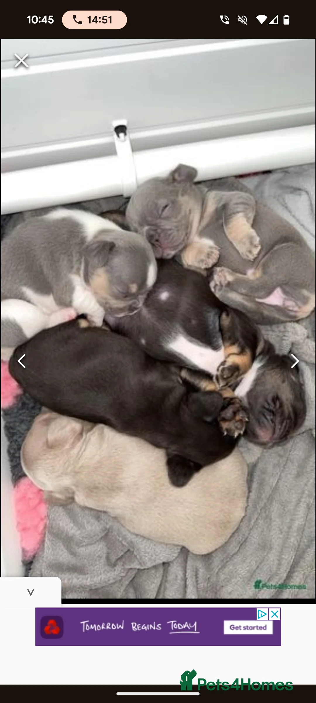 French Bulldog dogs for stud: Rfg tested aa lilac quad fluffy carrying testable in Sheffield - Advert 16