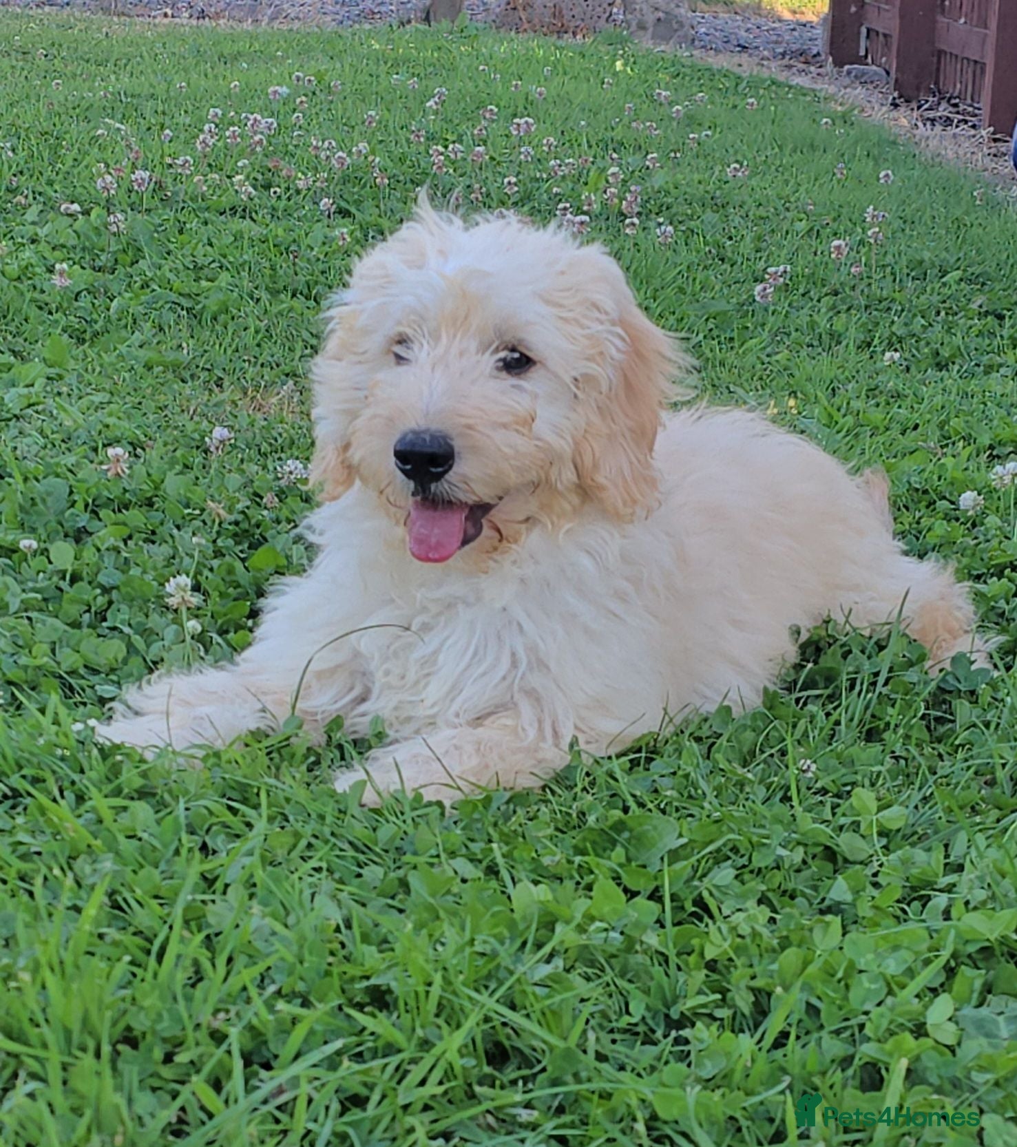 Mini Goldendoodle dogs 4 outstanding miniature goldendoodle  - Advert 1