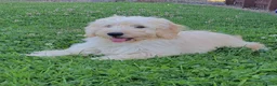 Mini Goldendoodle dogs for sale: 4 outstanding miniature goldendoodle  - Advert 1
