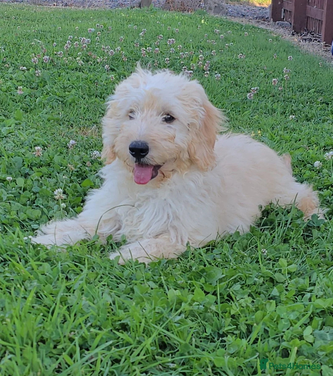 Mini Goldendoodle dogs for sale: 4 outstanding miniature goldendoodle  - Advert 1