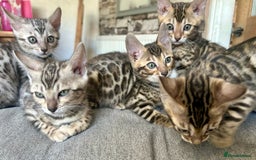 Bengal cats for sale: 5 Stunning Bengal girls ready for their new homes - Image 11