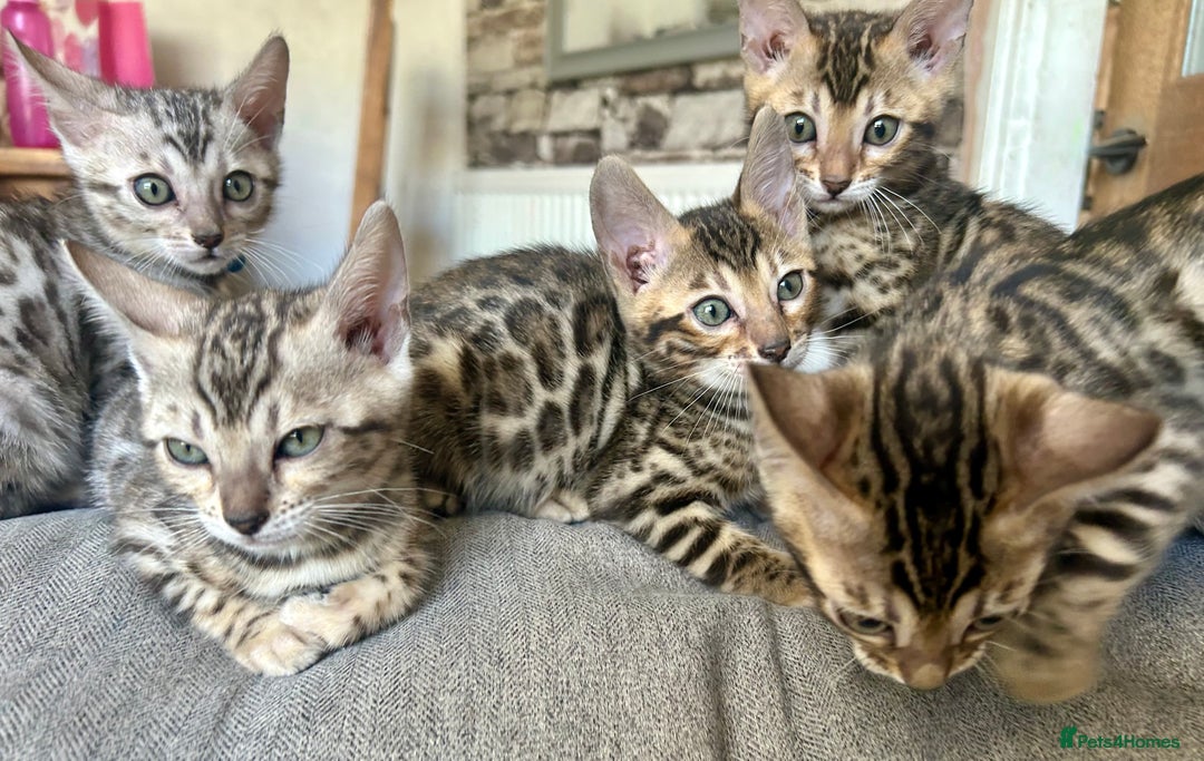 Bengal cats for sale: 5 Stunning Bengal girls ready for their new homes - Image 11
