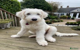 Mixed Breed dogs for adoption: Meet JOJO - a superb big girl, for a Loving Home - Image 2